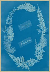 Foreign Ferns